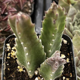 Stapelia gigantea plant in a pot with soil and small stones