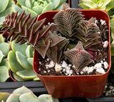 Crassula 'Pagoda Village' with a brown pot on a blurred background of other plants
