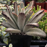 Close-up of a succulent Kalanchoe tomentosa with fuzzy texture and dark tips, surrounded by other plants.