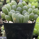 Haworthia cooperi var. truncata plant in a black pot with a blurred green background