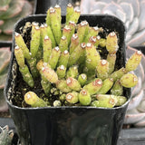 Hatiora salicornioides plant with green and red hues in a black pot.