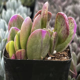 Potted Senecio jacobsenii plant with pink and green leaves in a black pot.