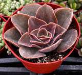 Echeveria Fireglow