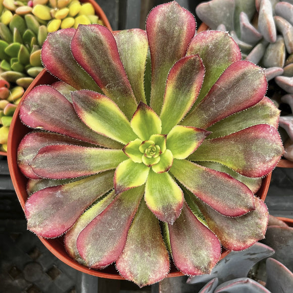Close-up of Aeonium 'Mardi Gras' with pink and green leaves.