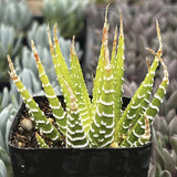 Potted Variegated Haworthiopsis fasciata Zebra with striped leaves in a black pot