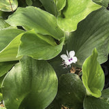White Kaempferia galanga flower with purple center nestled among large green leaves