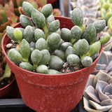 Adromischus oviformisin a red pot with other plants in the background