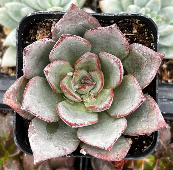 Echeveria Moranii