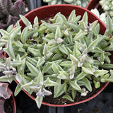Senecio peregrinus plant in a red pot with blurred background