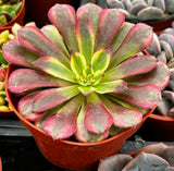 Aeonium Mardi Gras