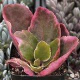 Kalanchoe blossfeldiana with pink and green leaves in a garden setting