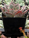 Echeveria Moranii
