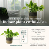 Indoor plant in a jute pot with text about indoor plant enthusiasts and plant benefits.