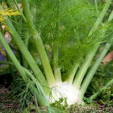 Close-up of a fennel bulb with green fronds FENNEL Seeds, Sweet