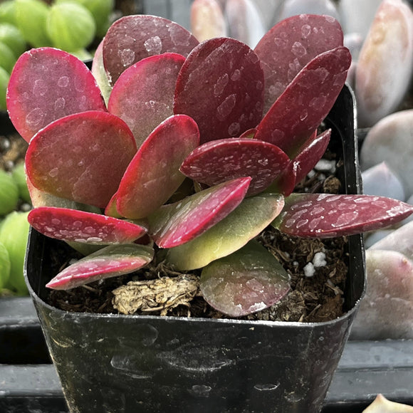 Crassula 'Red Jade' plant with red and green leaves in a black pot.