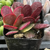 Crassula 'Red Jade' plant with red and green leaves in a black pot.
