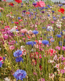 Field of colorful wildflowers including blue, pink, and purple flowers. Northeast Native & Naturalized Wildflower Mix