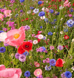 Colorful field of wildflowers including pink, red, blue, and purple flowers. Knee High Wildflower Meadow Blend