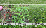 Collage showing the growth stages of clover from 1-2 weeks to 12-24 weeks.