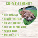 Heart-shaped cutout of a dog peeking over grass with text about plant characteristics on a wooden background.