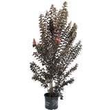 Thunderstruck™ Coral Boom™ Crape Myrtle