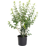 Lynwood Gold Forsythia Shrub