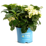Potted Grin and Tonic™ Reblooming Hydrangea with white flowers and green leaves in a blue container labeled 'bloomin' easy'.