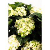 Close-up of Grin and Tonic™ Reblooming Hydrangea white flowers with green centers surrounded by dark green leaves on a white background
