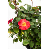 Cinnamon Hearts™ Rose