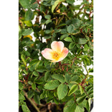 The Champion™ Sunblush Rose