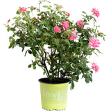 Pink Double Knock Out® Rose
