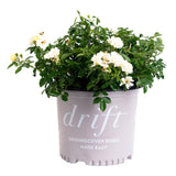 Popcorn Drift® Rose