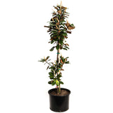 Teddy Bear® Southern Magnolia