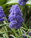 Fantasy Creation Muscari armeniacum