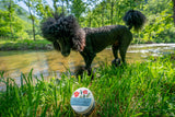 Dog standing by a pond with a jar of cream on the grass