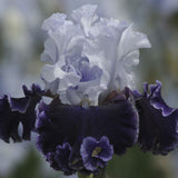 Close-up of a Feel The Thunder Fragrant Iris flower with a blurred background