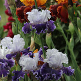 Colorful Feel The Thunder Fragrant Iris flowers with a blurred background