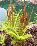 Cinnamon Fern