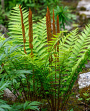 Cinnamon Fern