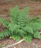 Lady Fern