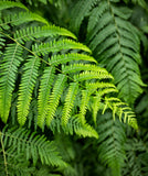 Lady Fern