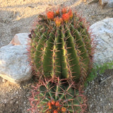 Ferocactus pringlei with red spines and flowers on a rocky ground