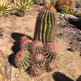 Ferocactus pringlei plants with red spines on a rocky surface