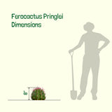 Ferocactus Pringlei dimensions shown with a cactus, person, and shovel on a white background