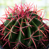 Ferocactus pringlei with red spines on a blurred background