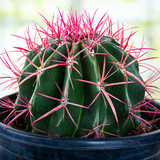  Ferocactus pringlei with pink spines in a pot against a blurred background