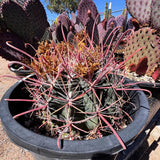 Ferocactus Gracilis