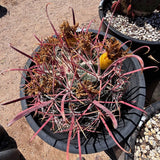 Ferocactus Gracilis
