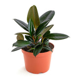 Potted Ficus Elastica 'Burgundy' with large green leaves on a white background