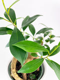 Ficus Microcarpa 'Moclame' Mini Bonsai Tree